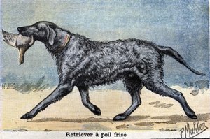 Jachthond: Krulharige Retriever