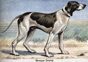 Jachthond: Braque Dupuy