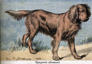 Jachthond: Duitse spaniël