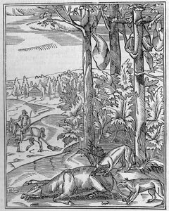 Jacht op de wolf: de uitkijk. Facsimile van een 16e-eeuwse houtsnede. Gravure in La Nature: revue des sciences et de leurs applications aux arts et a l