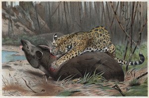 Jaguar (Panthera onca) - gravure uit 
