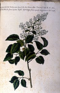 Jasmijntak. Plaat uit een 17e-eeuws herbarium door Unknown artist