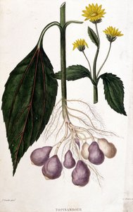 Aardpeer - botanische plaat door Unknown artist