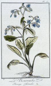 La Bourrache (Borrage Officinalis) - in 