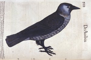 La choucas in Historia Animalium door Conrad Gesner (1516 - 1565), Tiguri door Unknown artist