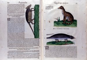 De civetkat, de hyena en de mangoest in Historia Animalium van Conrad Gesner (1516 - 1565), Tiguri