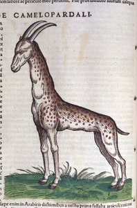 De giraffe. in Historia Animalium door Conrad Gesner (1516 - 1565) door Unknown artist