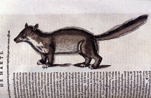 De marter in Historia Animalium door Conrad Gesner (1516 - 1565), Tiguri