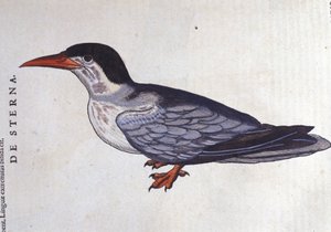 De stern of zwaluw der zeeën in Historia Animalium van Conrad Gesner (1516 - 1565), Tiguri door Unknown artist