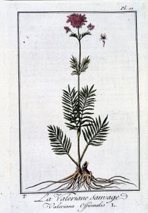 De wilde valeriaan - in 