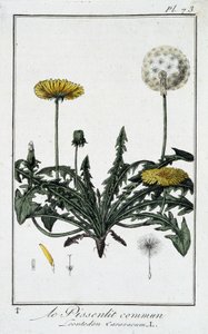 De gewone paardenbloem (Leontodon caraxacum) - in 