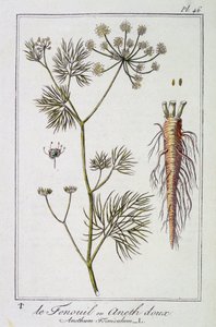 De venkel of dille (Anethum Foeniculum) - in "Exercises de botanique à l