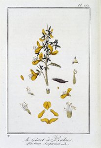 De brem (Spartium Scoparium) - in 