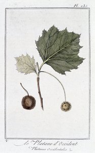 De westerse plataan (Platanus occidentalis) - in 