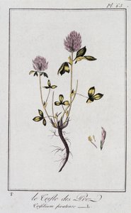 De weideklaver (Trifolium pratense) - in 