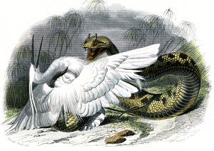 Le ceraste (Vipera cerastes) - Plaat uit Natuurlijke Geschiedenis door Bernard Germain de Lacepede (1856-1925), editie P.Furme, Parijs door Unknown artist