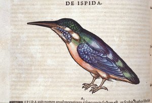De bijeneter in Historia Animalium door Conrad Gesner (1516 - 1565), Tiguri