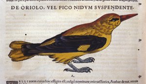 Le pic in Historia Animalium door Conrad Gesner (1516 - 1565), Tiguri