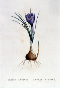 De saffraan (Crocus sativus) volgens Botanique van J. Rousseau, Parijs 1822 door Unknown artist