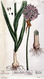 Prei - botanische plaat door Unknown artist