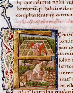 Lettrine F uit het hoofdstuk over tuinbouw: scènes van strandingen en irrigatie. Miniatuur uit “De re rustica” door de agronoom Lucius Iunius Moderatus Columella (1e eeuw) (Ms.E-39). 15e eeuw. Rome, Biblioteca Vallicelliana door Unknown artist