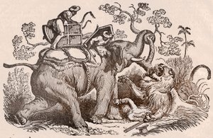 Leeuwenjachtscène: de jager, graf van de olifant, is nu in de klauwen van de leeuw (gravure) door Unknown artist