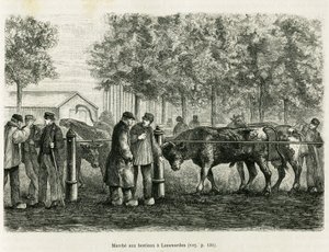 Vee dat loopt in Leeuwarden (Nederland). Gravure ter illustratie van het verhaal La Frise, gebaseerd op een relatie van een Nederlandse krant, in le tour du monde 1886, onder leiding van Edouard Charton (1807-1890), Hachette, Parijs.