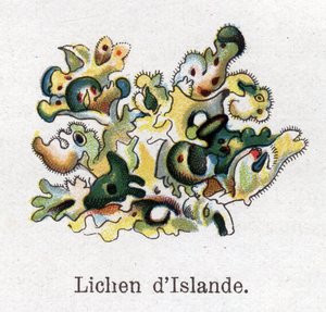 Medicinale en voedsel botanische planten: IJslands mos. Gravure in 