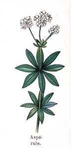 Medicinale en voedsel botanische planten: lievevrouwebedstro. Gravure in 