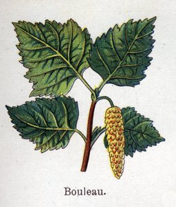 Medicinale en voedselbotanische planten: berk. Gravure in 