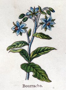 Medicinale en voedsel botanische planten: cranberry. Gravure in 
