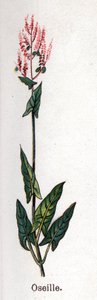 Medicinale en eetbare botanische planten: zuring. Gravure in La medication naturelle, door Friedrich Eduard Bilz door Unknown artist
