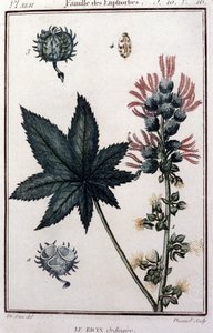 Geneeskrachtige planten: gewone wonderboom. Euphorbiaceae familie. Botanische plaat uit de 19e eeuw
