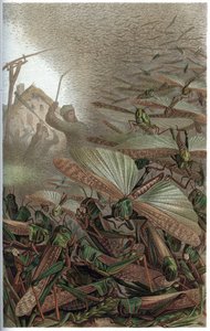Trek-sprinkhaan - De trek-sprinkhaan (Locust migratoria) - gravure uit 