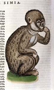 Aap na de Historia Animalium door Conrad Gesner, Tiguri 1560. Biblioteca nazionale Braidense. Milaan door Unknown artist