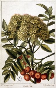 Lijsterbes - botanisch bord