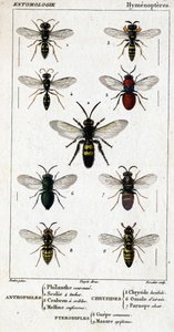Natuurhistorische plaat. Entomologie. Hymenoptera familie. Anthophiles: 1. Philanth kroon; 2. Scoile 4 vlekken; 3. Screening crabron; 4 Melline ruficorne. Chryside: 5. Lucidulous Chryside; 6. Brain Omalum; 7. Parnope vlees. Pterodiples: 8. gemeenschappelij