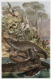 Nijlkrokodil (Crocodylus niloticus) - gravure uit 