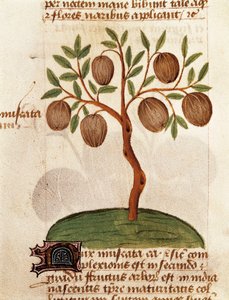 Nootmuskaat, beschrijving van geneeskrachtige planten en hoe ze te bereiden. Pagina uit het manuscript 