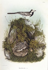 Ornithologie: een grijze bergeronnet (motacilla alba) bij het nest van zijn jongen. 19e-eeuwse zoölogische plaat door Unknown artist