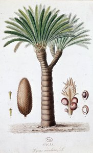 Palm Cycas Revoluta - Botanische plaat door Unknown artist