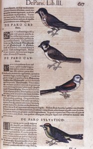 Passeriformes in Historia Animalium door Conrad Gesner (1516 - 1565), Tiguri door Unknown artist