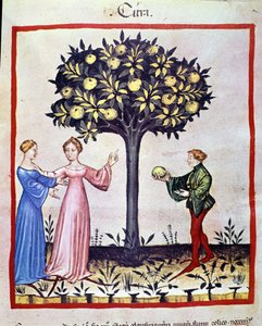 Plukken van cedraat, vrucht van de cedraatboom. Verlichting uit de melk van geneeskunde en diëtetiek 