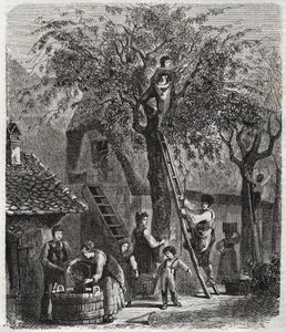 Kersen plukken - gravure van 1860 door Unknown artist