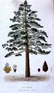 Pin Laricio - botanische plaat