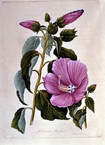 Roze hibiscus. Botanische plaat. Gravure. door Unknown artist