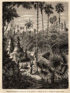 Het planten van borassus-palmbomen in Laos en het verzamelen van palmwijn, die niets anders is dan het sap van de ingesneden boom, de vloeistof wordt opgevangen in een bamboe, en de stam wordt omgevormd tot een echte schaal, door middel van kleine rotanstr door Unknown artist