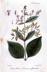Bord van Kinine (Cinchona Officinalis) door Unknown artist