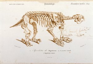 Prehistorie: skelet van megatherium (aardluiaard van de olifantenfamilie) fossiele zoogdieren. Plaat van paleontologie uit 