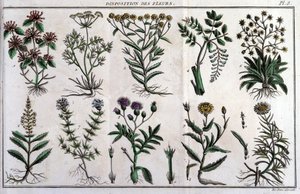 Voorraden van bloemen: in 